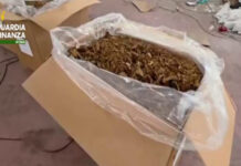 Roma, maxi sequestro di tabacco in un capannone