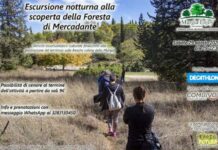 Escursione notturna alla scoperta della Foresta di Mercadante