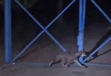 Lupi a Noicàttaro: spunta un video che prova la riproduzione. “Il cucciolo non è responsabile degli attacchi”