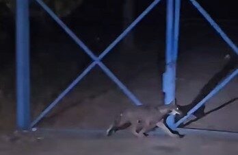 lupo cucciolo