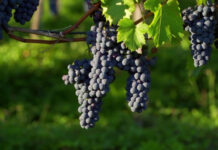Vendemmia in anticipo, tra caldo estremo e carenza di manodopera