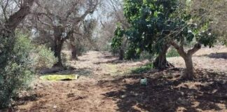 Dramma nel Salento: anziano ucciso da due rottweiler nelle campagne di Nardò