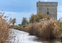 Porto Cesareo, lotta all’abbandono dei rifiuti e ai danni alle dune: l’ordinanza