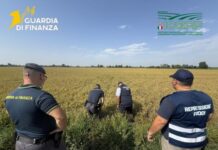 Pavia, maxi frode su riso biologico. Profitti illeciti per 10 milioni dl euro