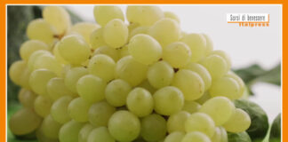 Sorsi di Benessere – Un drink a base di uva e zenzero