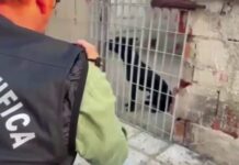Blitz contro i combattimenti tra cani nel nisseno, sequestrati 13 pitbull