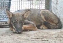 Lupa catturata a Noicattaro: sotto osservazione a Bitetto, ma la guardia resta alta