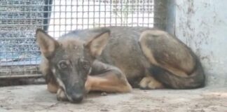 Lupa catturata a Noicattaro: sotto osservazione a Bitetto, ma la guardia resta alta