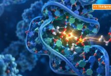RNA, scoperta una modifica chimica che ne aumenta l’efficienza
