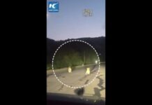 Cina, famiglia di tigri siberiane selvatiche avvistata in strada
