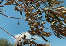Olio, sostegno alla filiera tra emergenze e rilancio