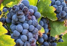 Vendemmia 2026: uve sane e qualità elevata per il Primitivo di Manduria