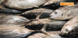 Pesca, in arrivo 10 milioni con “Cambiale Azzurra”