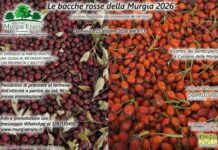 Territorio: alla scoperta delle bacche rosse della Murgia 2026