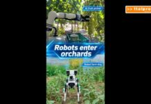 Cina, robot dotato di IA e cane robot contribuiscono alla raccolta della frutta