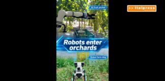 Cina, robot dotato di IA e cane robot contribuiscono alla raccolta della frutta