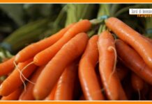 Sorsi di Benessere – Crema di carote e yogurt